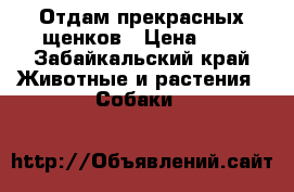 Отдам прекрасных щенков › Цена ­ 1 - Забайкальский край Животные и растения » Собаки   